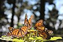Monarc Butterfly Reserve11, Michoacan, Mexico.JPG