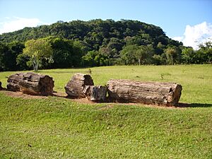 Parque paleobotânico de Mata.