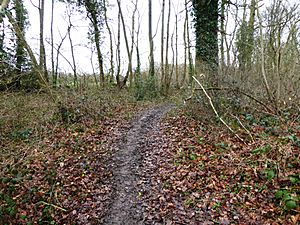 Parsonage Wood 1.jpg