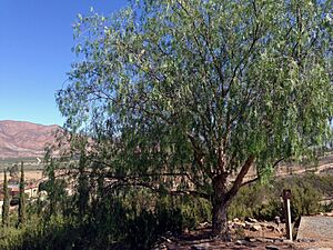 Pepper Tree Valle de Guadalupe