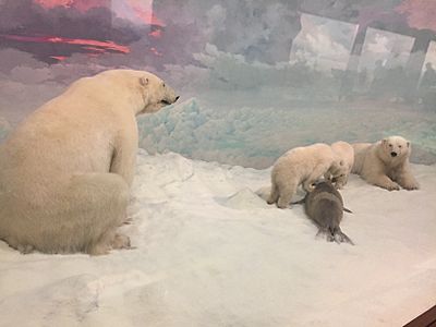 Polar Bears, Denver Museum of Nature and Science