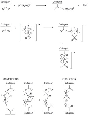 Possible Chromium(III) Tanning Mechanisms