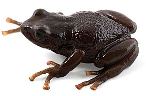 Pristimantis orcesi.jpg