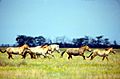 Przewalski's Horse Askania Nova