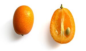 Quinotos