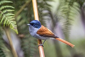 Réunion paradise flycatcher (Terpsiphone bourbonnensis bourbonnensis) male.jpg