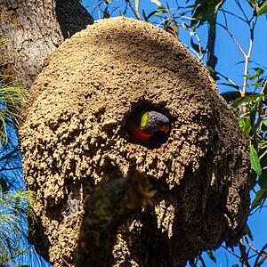 Rainbow lorikeet in arboreal termite nest7th Brigade Park Chermside P1270780