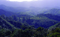 Rainforestmadagascar04