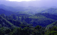 Hills covered with dense blue green tropical forests