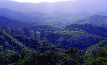 Hills covered with dense blue green tropical forests