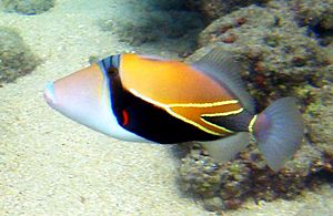 Reef Triggerfish 1