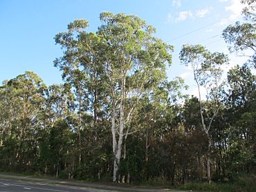 Rochedale view from underwood rd.jpg