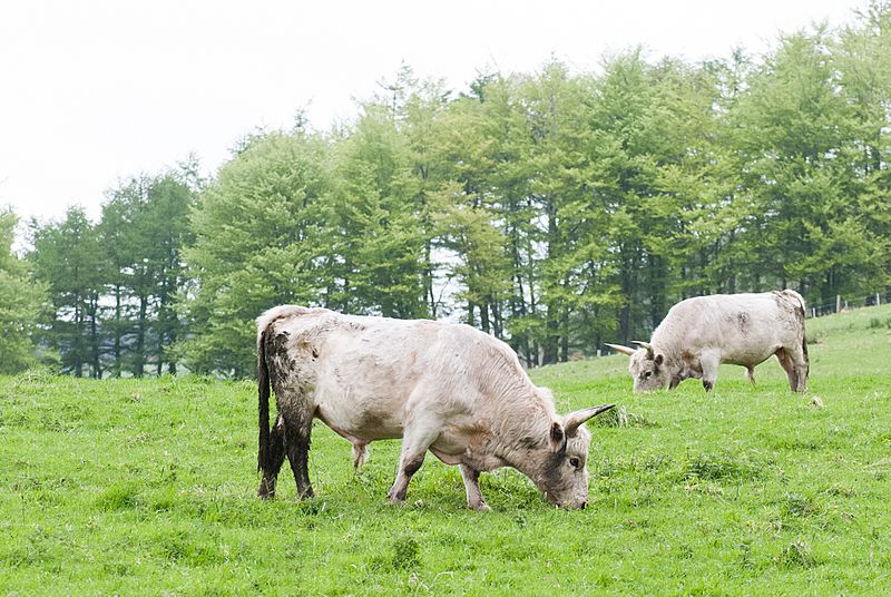 Roman breed of cattle (18703665186)