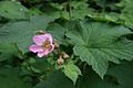 Rubus-odoratus-flower2