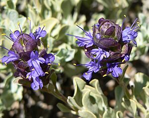 Salvia dorrii var clokeyi 12