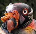 Sarcoramphus-papa-king-vulture-closeup-0a