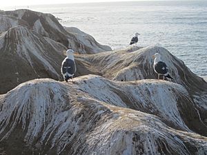 Seagulls at La Jolla Cove in San Diego, California