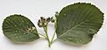 Sorbus eminens leaves and unripe fruit