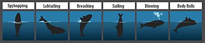 Southern Right Whale Behavior