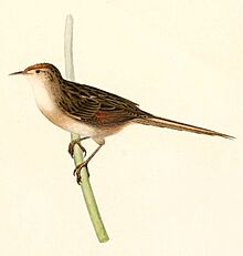 Spartonoica maluroides 1847