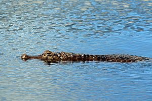 Spectacled caiman (Caiman crocodilus).jpg