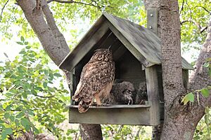 Spotted Eagle Owl House made from Recycled Plastic