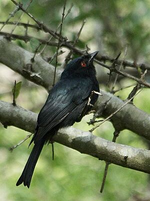 Square-tailed Drongo (Dicrurus ludwigii).jpg