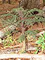 Starr 081027-0323 Cyanea duvalliorum