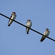 Streak Throated Swallows Electric Srirangapatna Jul22 A7C 02189