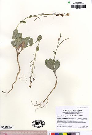 Streptanthus longisiliquus JEPS109916 (4498242957).jpg