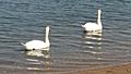 Swans in Salt Marsh Nature Center (closeup view)