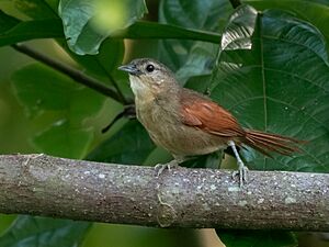 Synallaxis gujanensis - Plain-crowned Spinetail; Amazon river island, Itacoatiara, Amazonas, Brazil.jpg