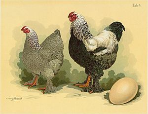 Tab04 Hühner (Geflügel-Album, Jean Bungartz, 1885)