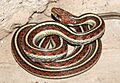 Thamnophis sirtalis ssp. infernalis, Sonoma County, 09-2019 (52844871).jpg