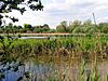 Thatcham Reed Beds
