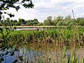 Thatcham Reedbeds Nature Reserve - geograph.org.uk - 9490