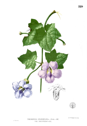 Thunbergia grandiflora Blanco1.229