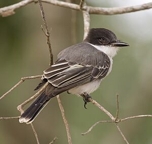 Tyrannus caudifasciatus -Camaguey Province, Cuba-8 (2).jpg