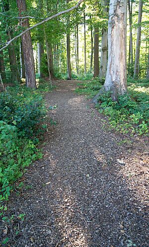 VD 7.1.1 Bois des Dailles