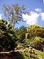 Wahiawa Botanical Garden - General View