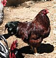 Walter, Buckeye Rooster