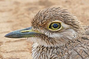 Water Thick-knee (Burhinus vermiculatus) close-up (16608927739).jpg