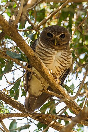 White-browed hawk-owl (Ninox superciliaris).jpg