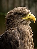 White-tailed Eagle Head detail.jpg