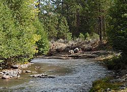 Whychus Creek in Sisters State Park, Oregon.jpg