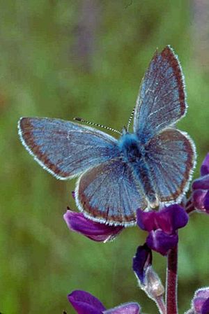 Willamette valley fenders blue butterfly icaricia icarioides fenderi