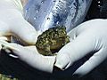 Wyoming Toad USFWS Inspected