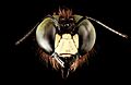 Xylocopa virginica male face