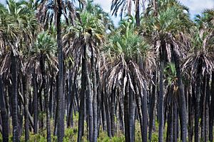 Yatay Palms, El Palmar, Entre Rios, Argentina, 1 Jan. 2011 - Flickr - PhillipC (1)