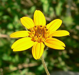 Zexmenia hispida flower 2.jpg
